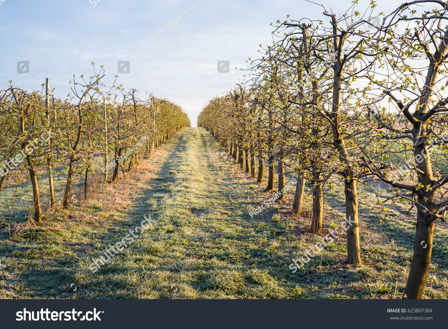 Orchard at the cold spring morning.  #623807384