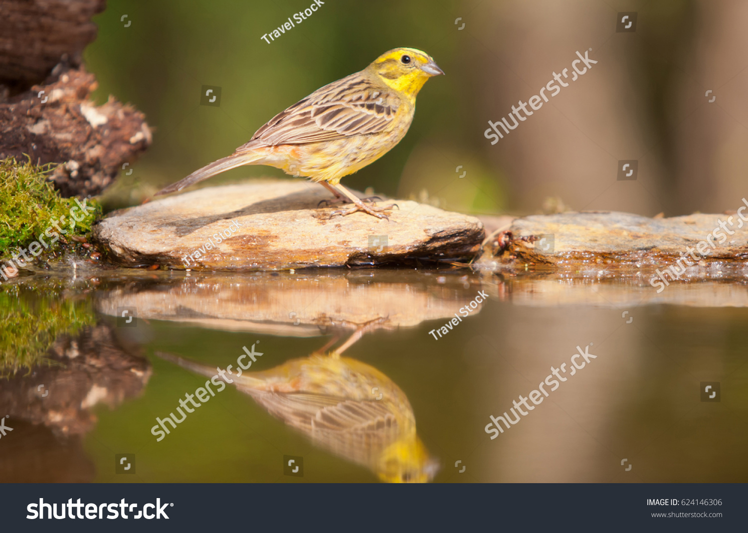 Greenfinch reflected in water #624146306