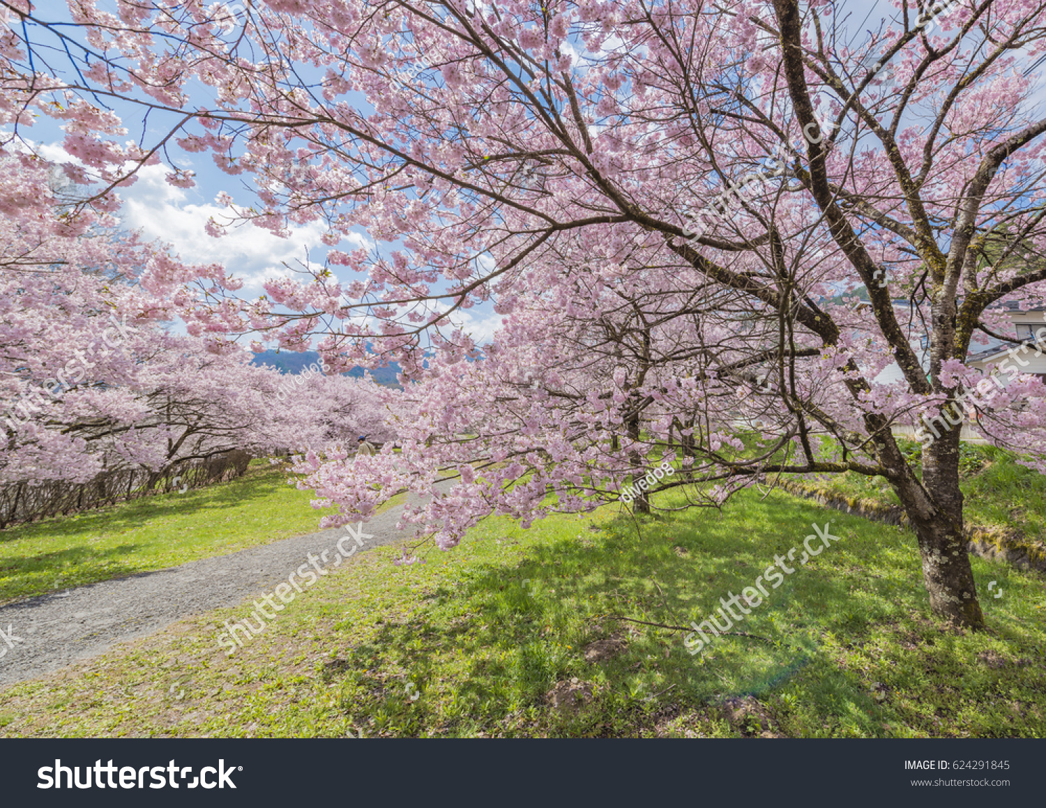  Cherry Blossom in Takato Castle Site Park #624291845