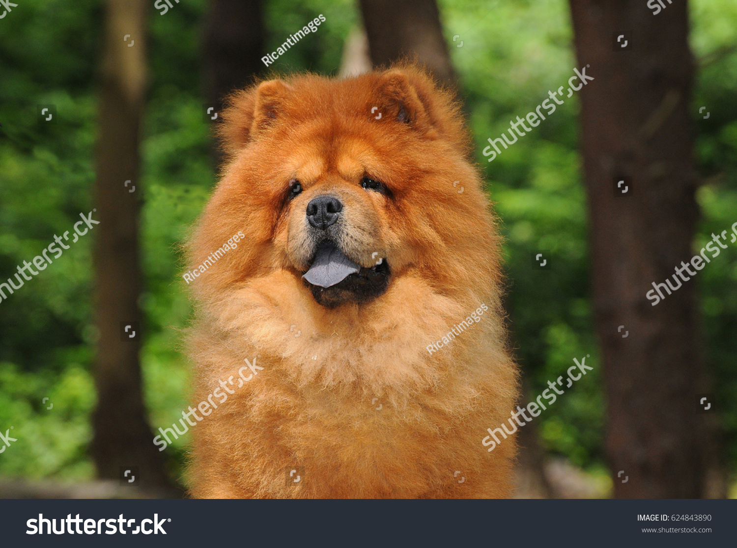 Portait of Chow Chow dog, Canis lupus familiaris. #624843890