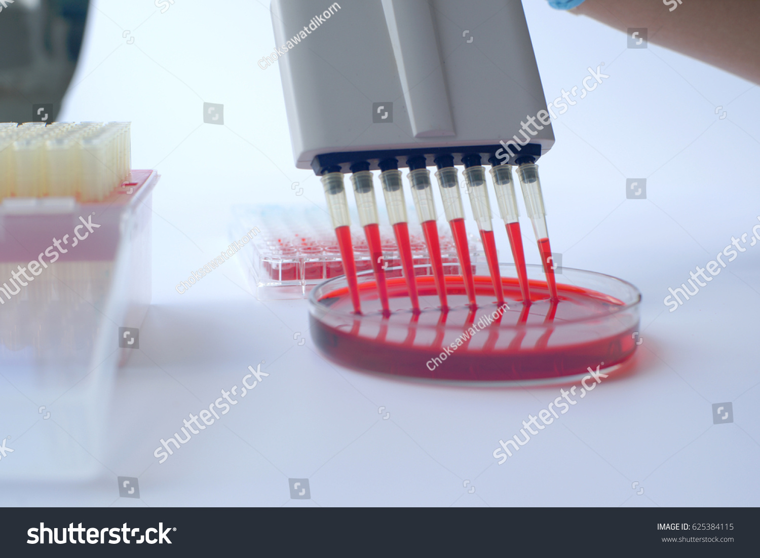 Scientist working with multichannel pipette.Blood test labboratory #625384115