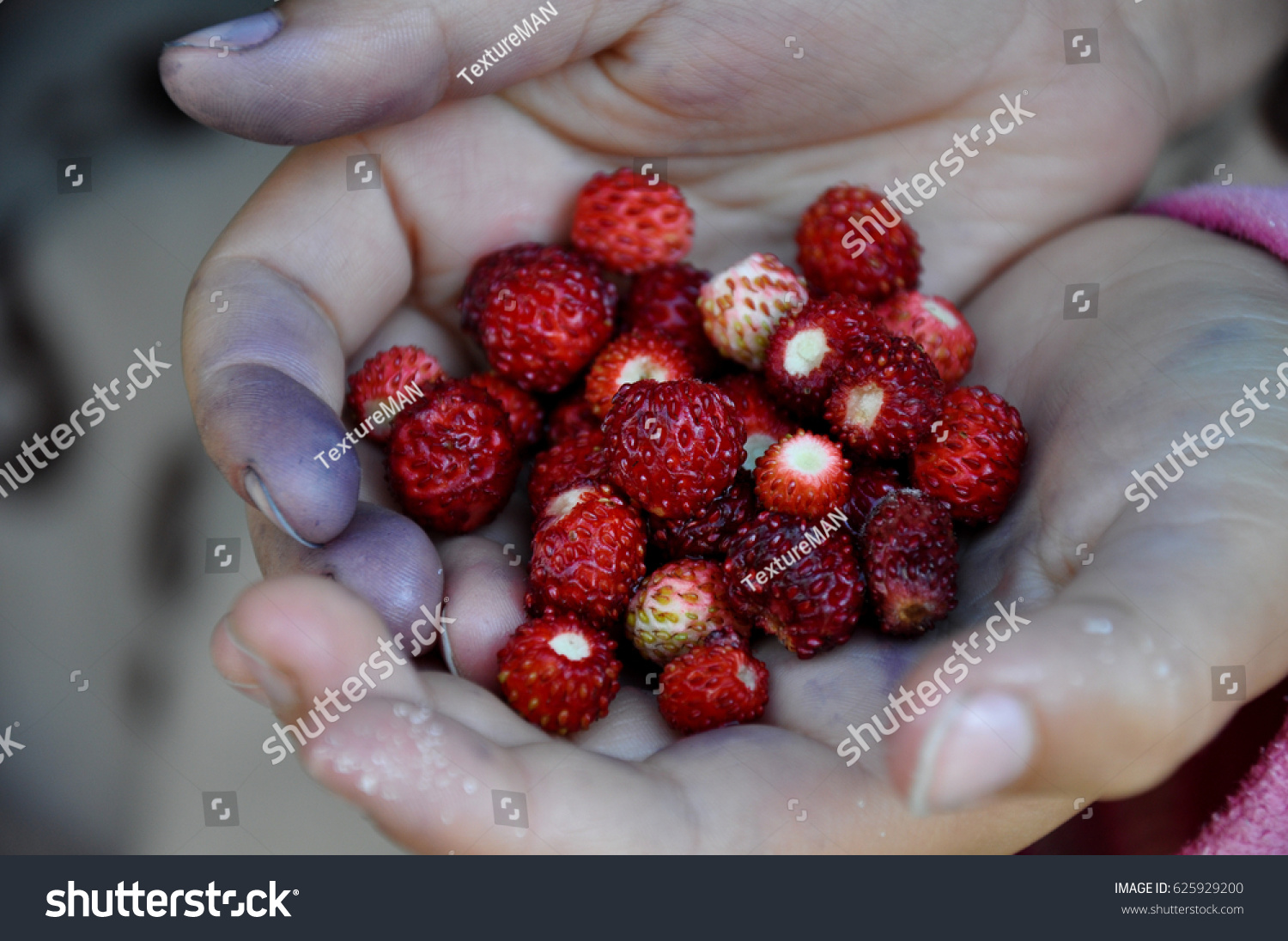 Hands holding strawberries #625929200