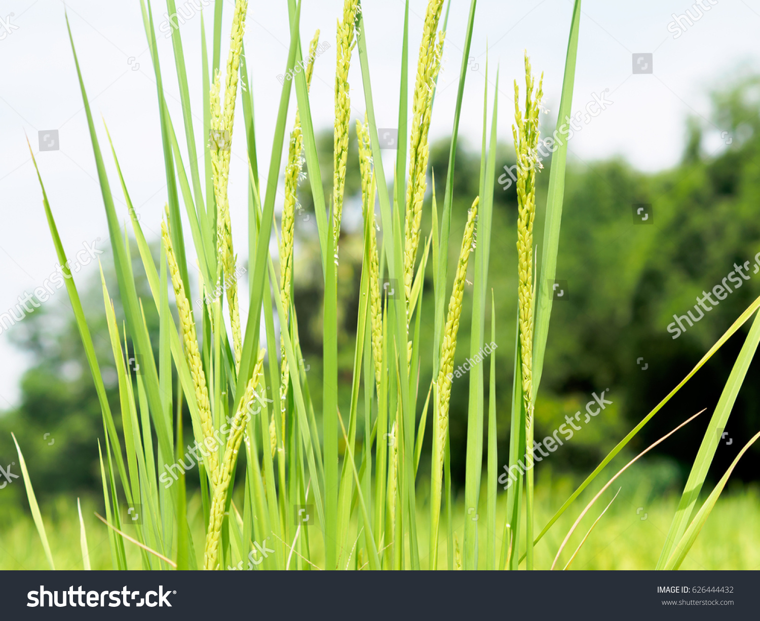Green rice plants in paddy field #626444432