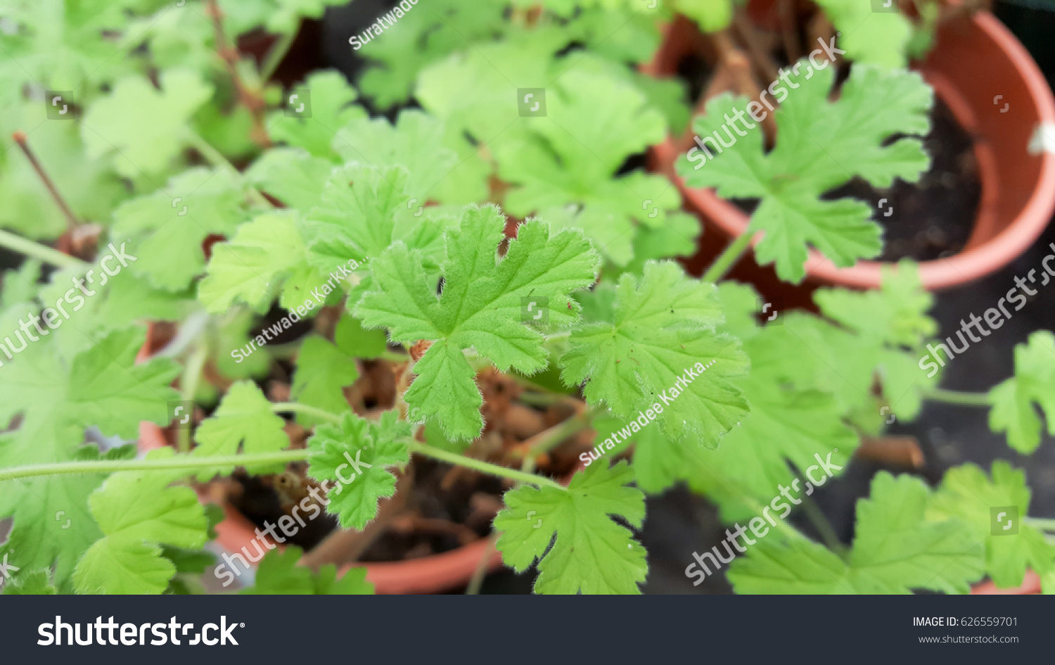 Citronella plant, Mosquito plant geranium, Citrosa geranium or Pelargonium citrosum. Leave contains citronella, which is a common ingredient in insect or mosquito repellent. #626559701