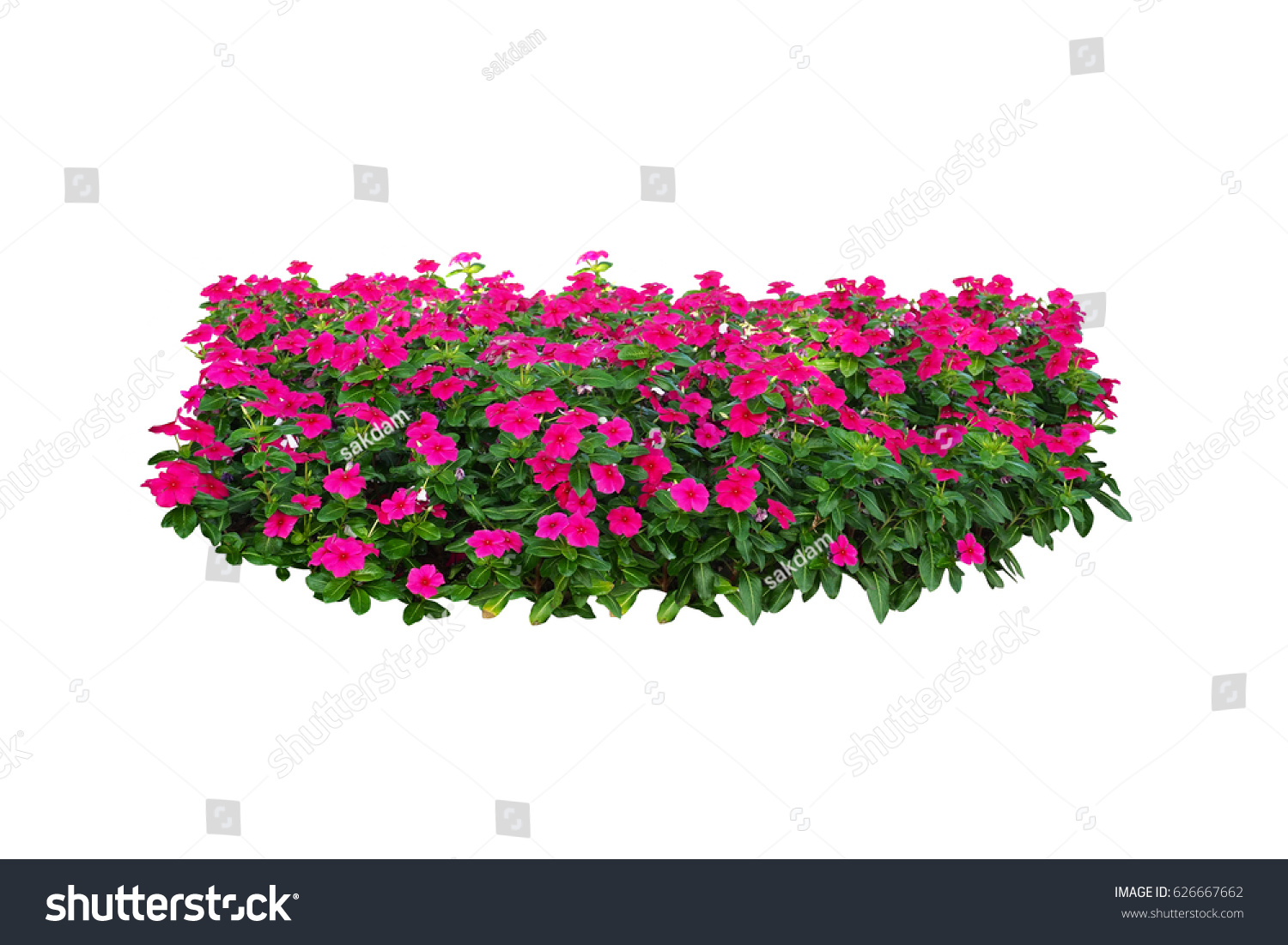 pink flower bush tree isolated tropical plants with clipping path #626667662