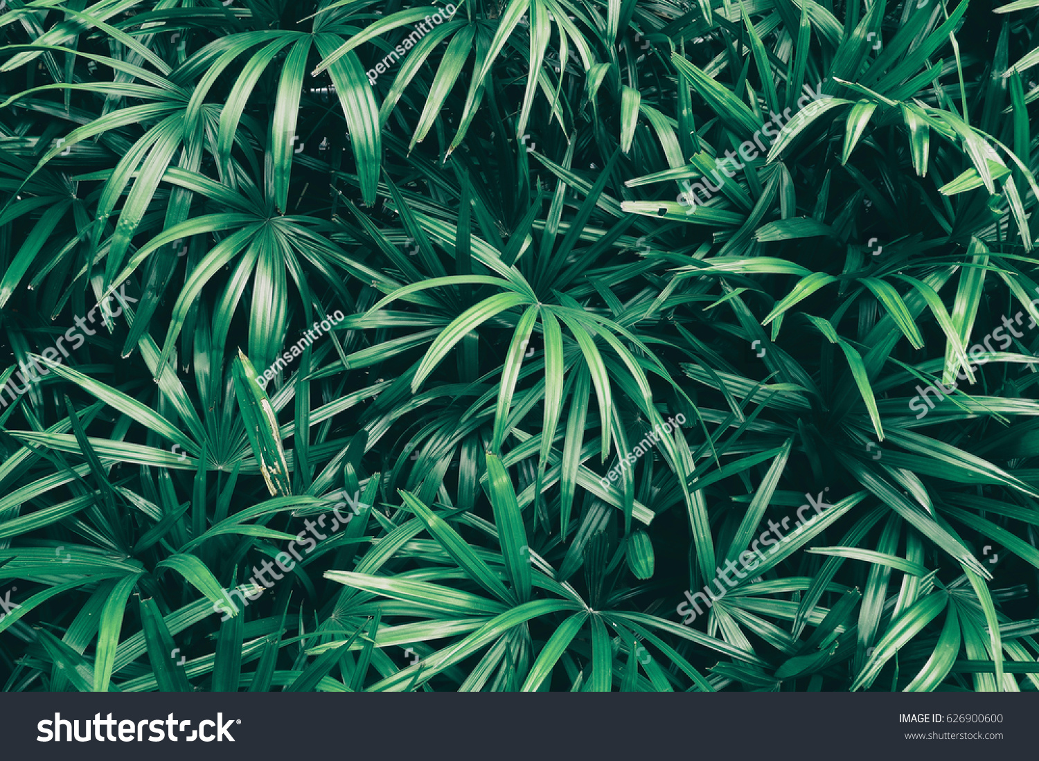 tropical leaf texture background, dark green foliage are shaped like tiny spikes #626900600