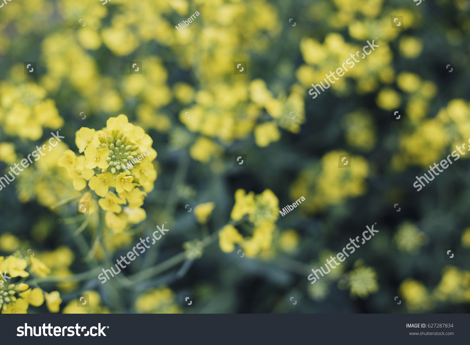 Rapeseed flower field in north Poland/ Yellow Flowers Field #627287834