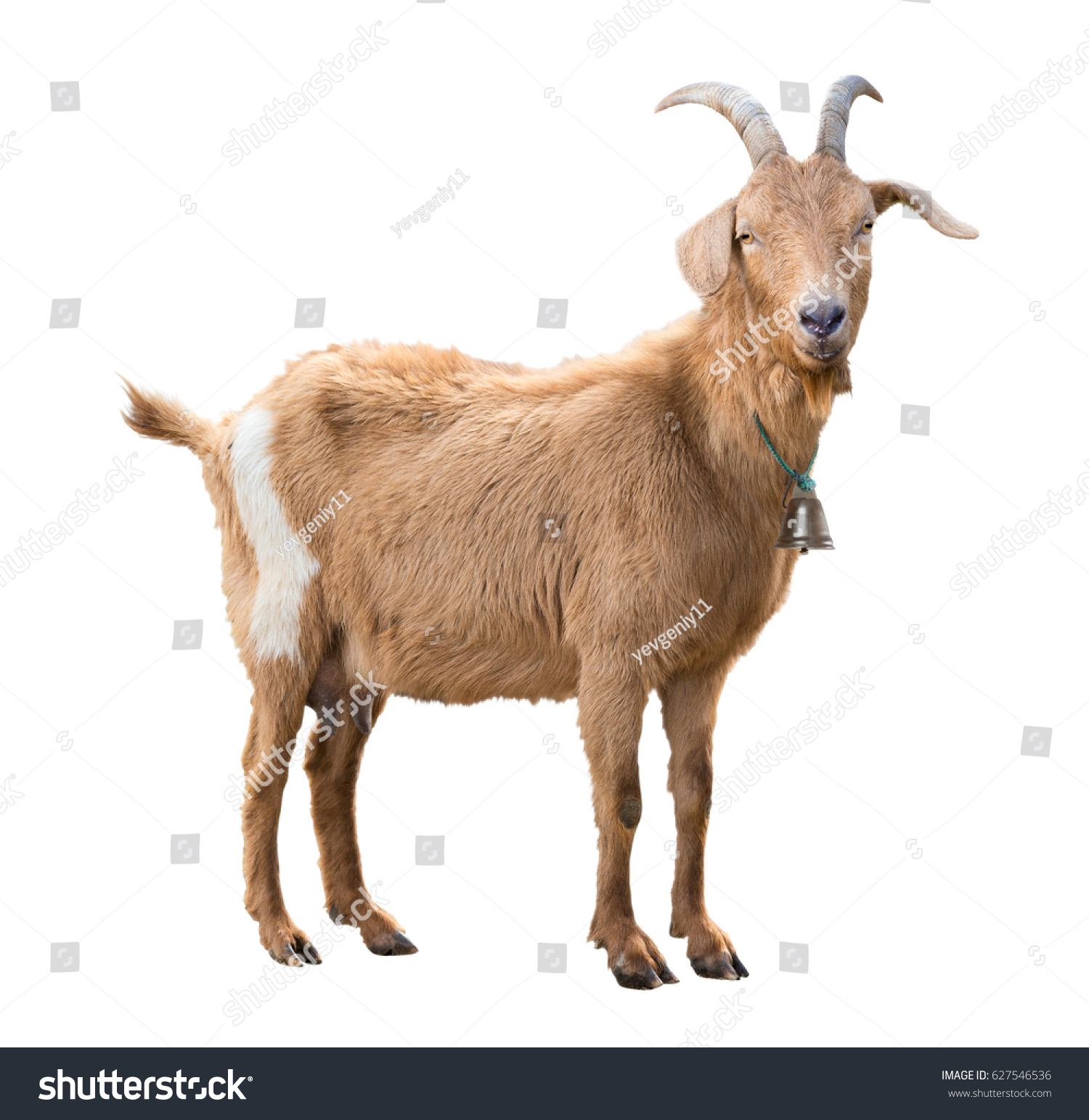 Adult red goat with horns and milk udder. Isolated #627546536