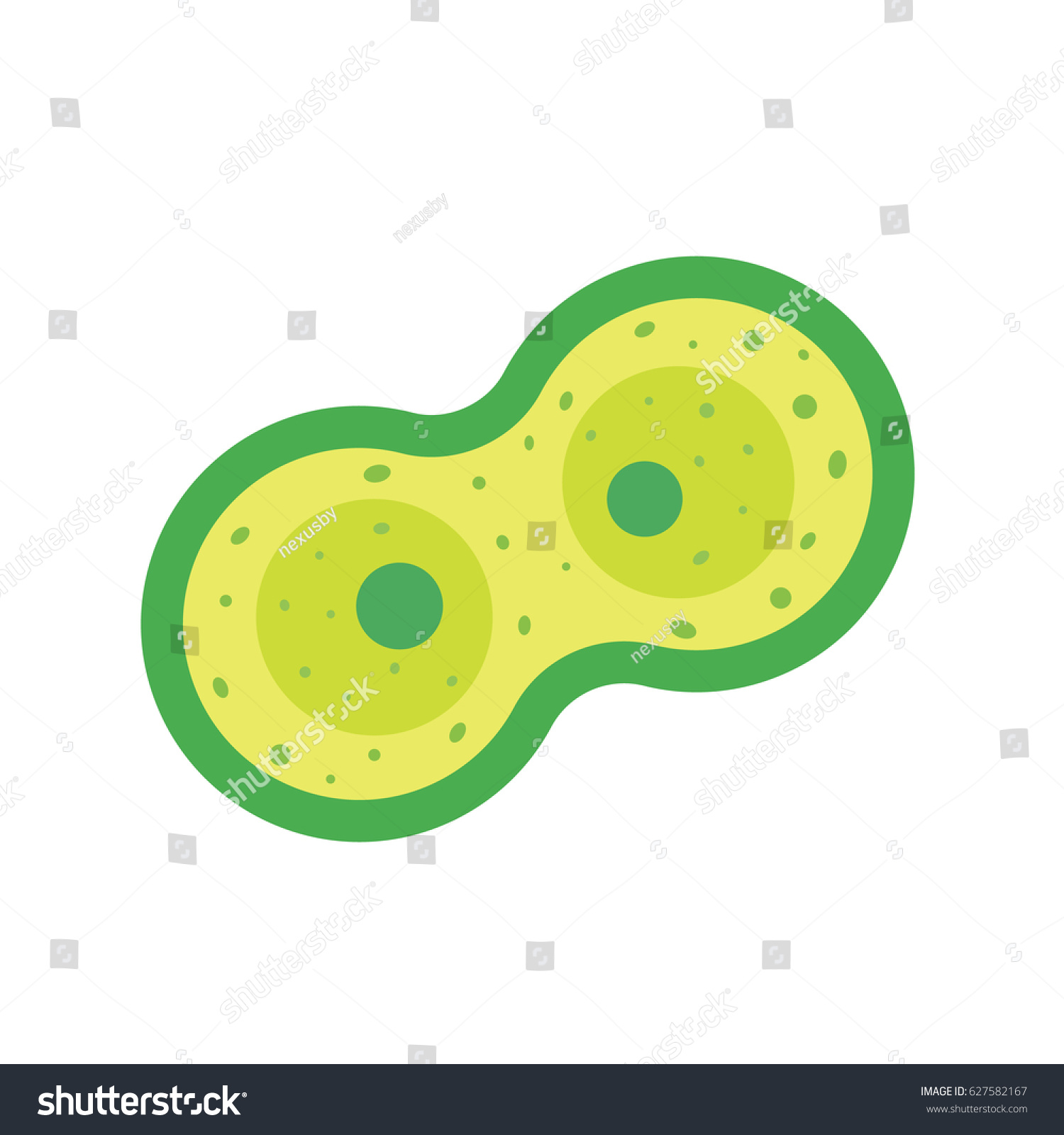 Cell Division Mitosis Vector Illustration Royalty Free Stock Vector 627582167 9951