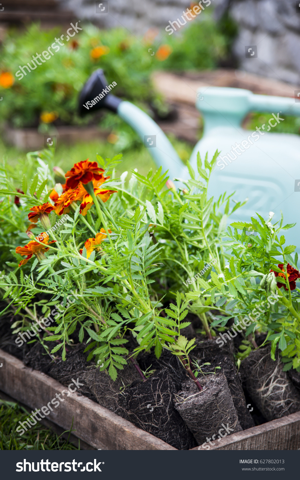 Planting marigolds in a flowerbed with a garden shovel and watering can #627802013