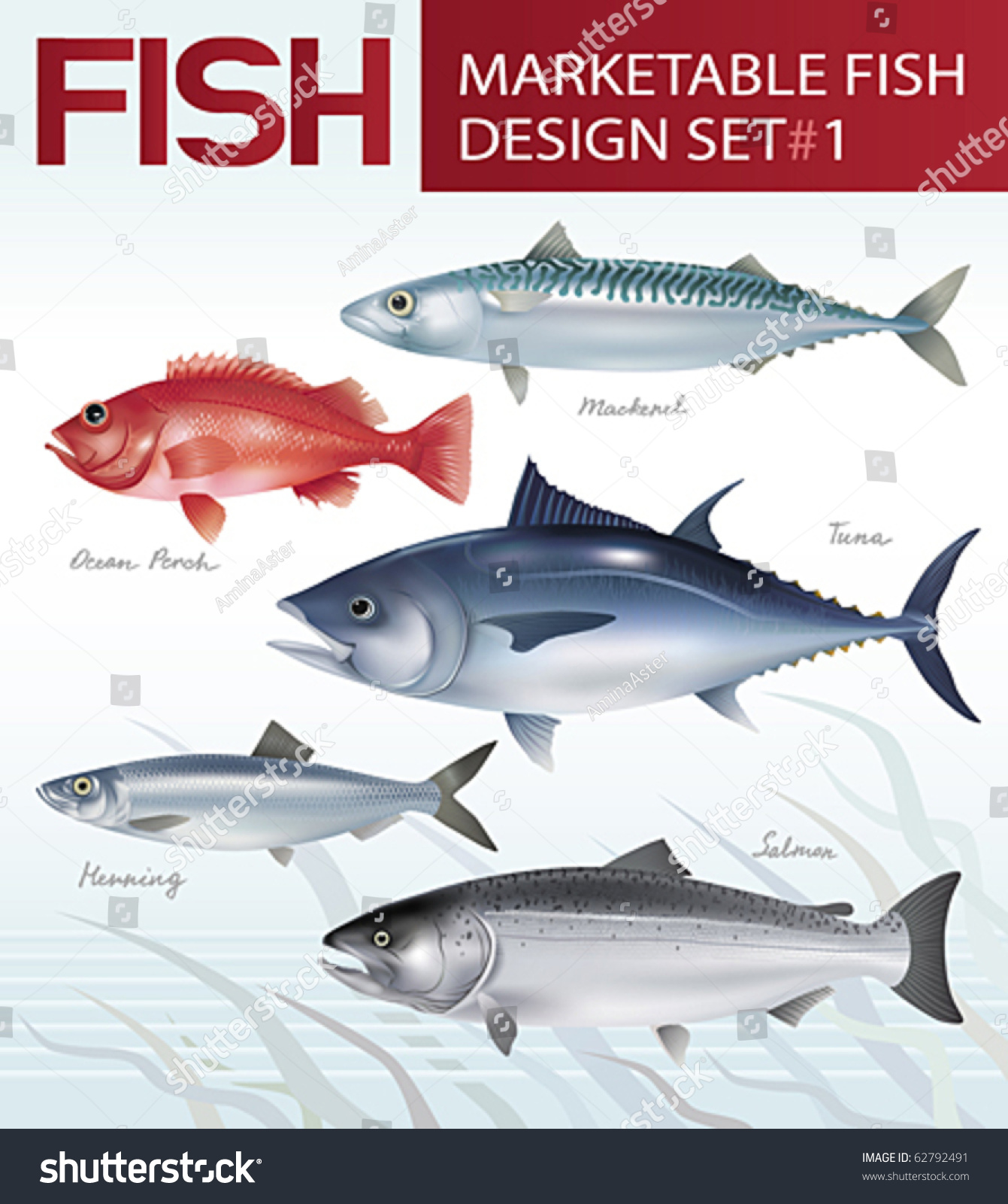 Marketable fish image design set 1. Vector illustration. #62792491