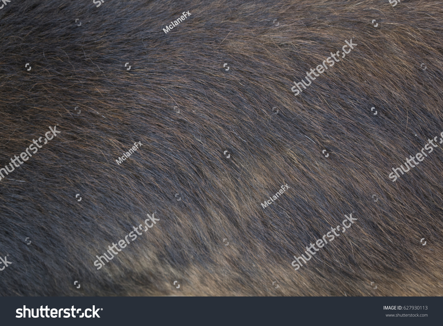 Dog fur texture #627930113