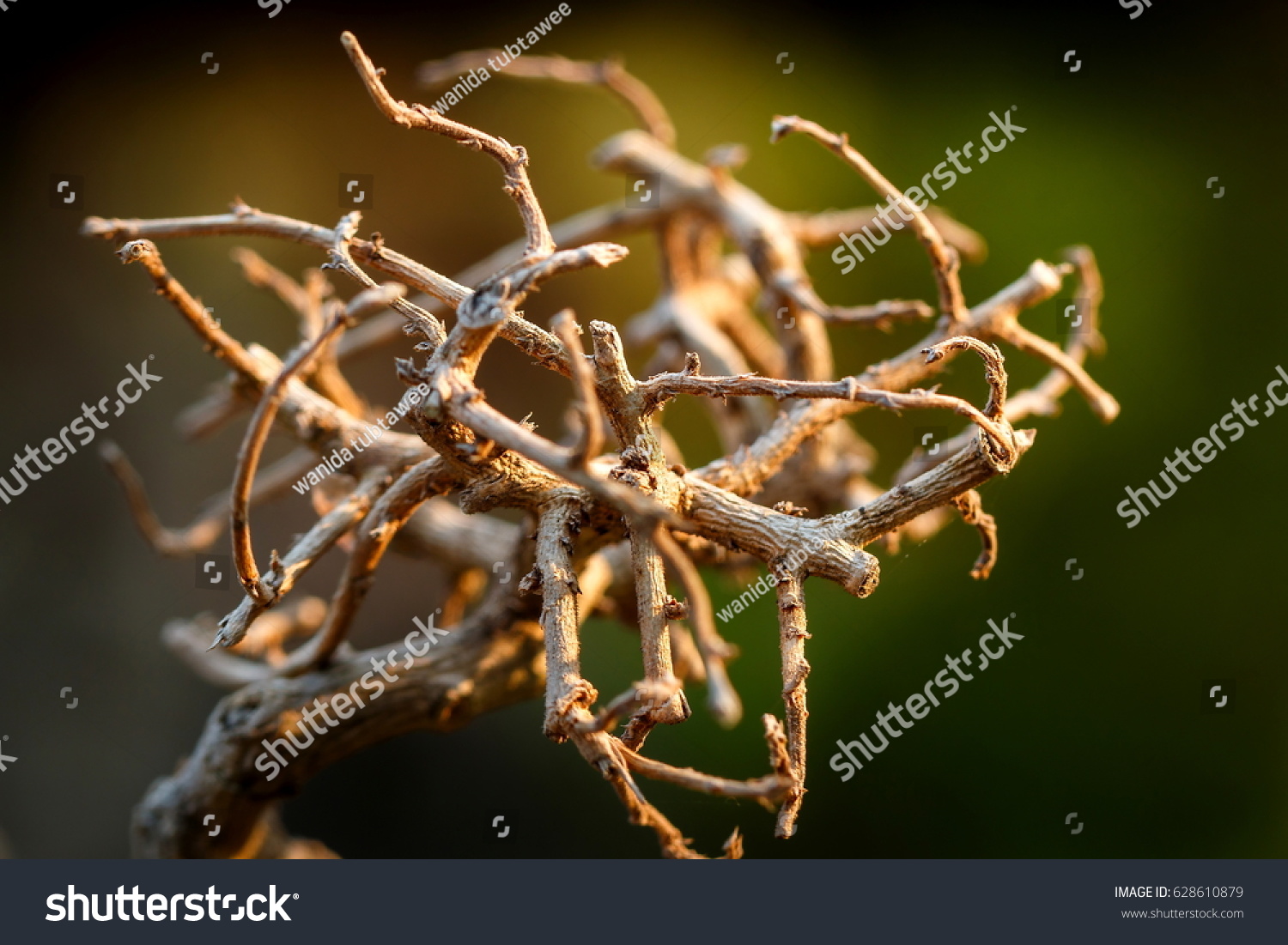 Dry twigs, twigs, branch . #628610879