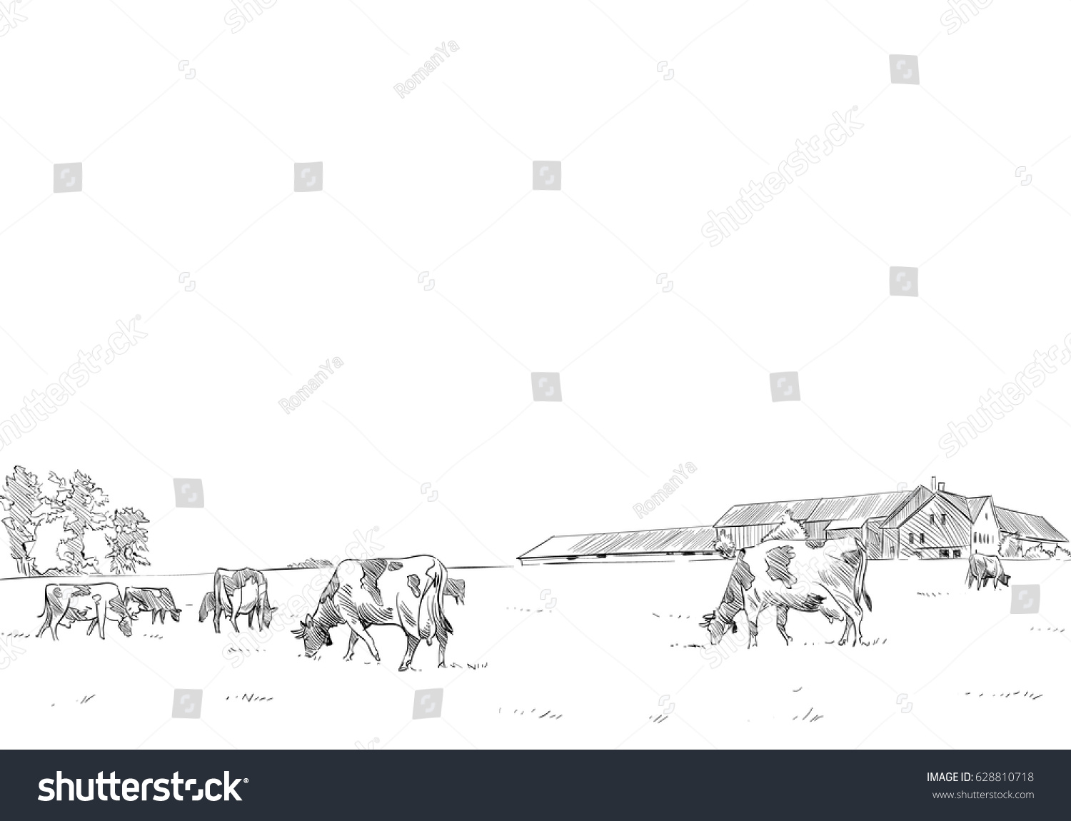 Cows are grazing in a meadow. Rural landscape. Farm sketch hand drawn vector illustration.  #628810718