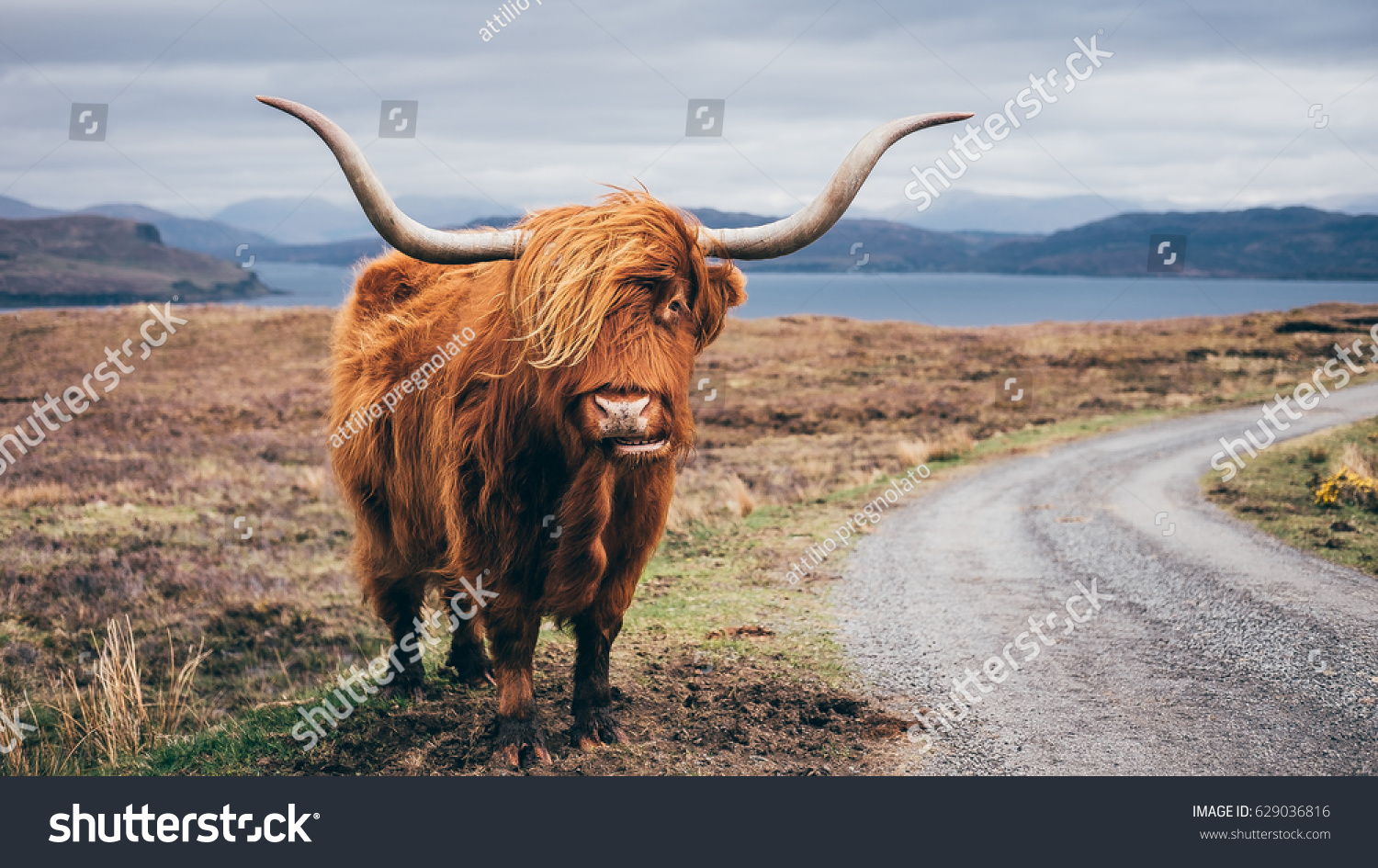 Hairy Scottish Yak on the road, Isle of Skye #629036816