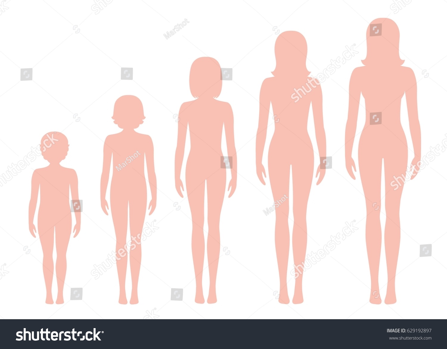 Women S Body Proportions Changing With Age Girl Royalty Free Stock