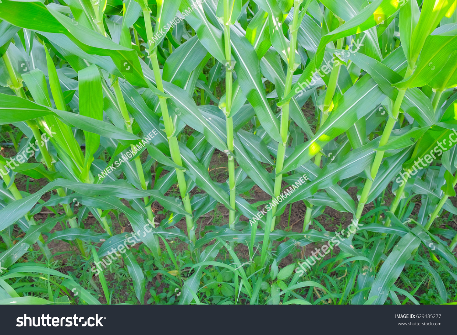 selective focus picture of organic young corn at agriculture field  #629485277