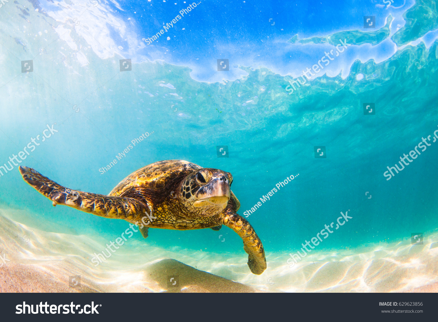 Hawaiian Green Sea Turtle Cruising in the Warm waters of the Pacific Ocean in Hawaii #629623856