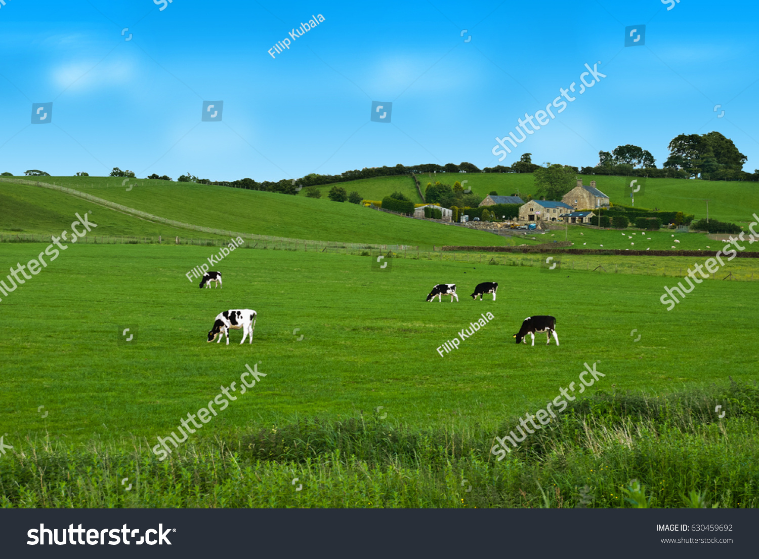 Black and white Cows on a green field in UK #630459692