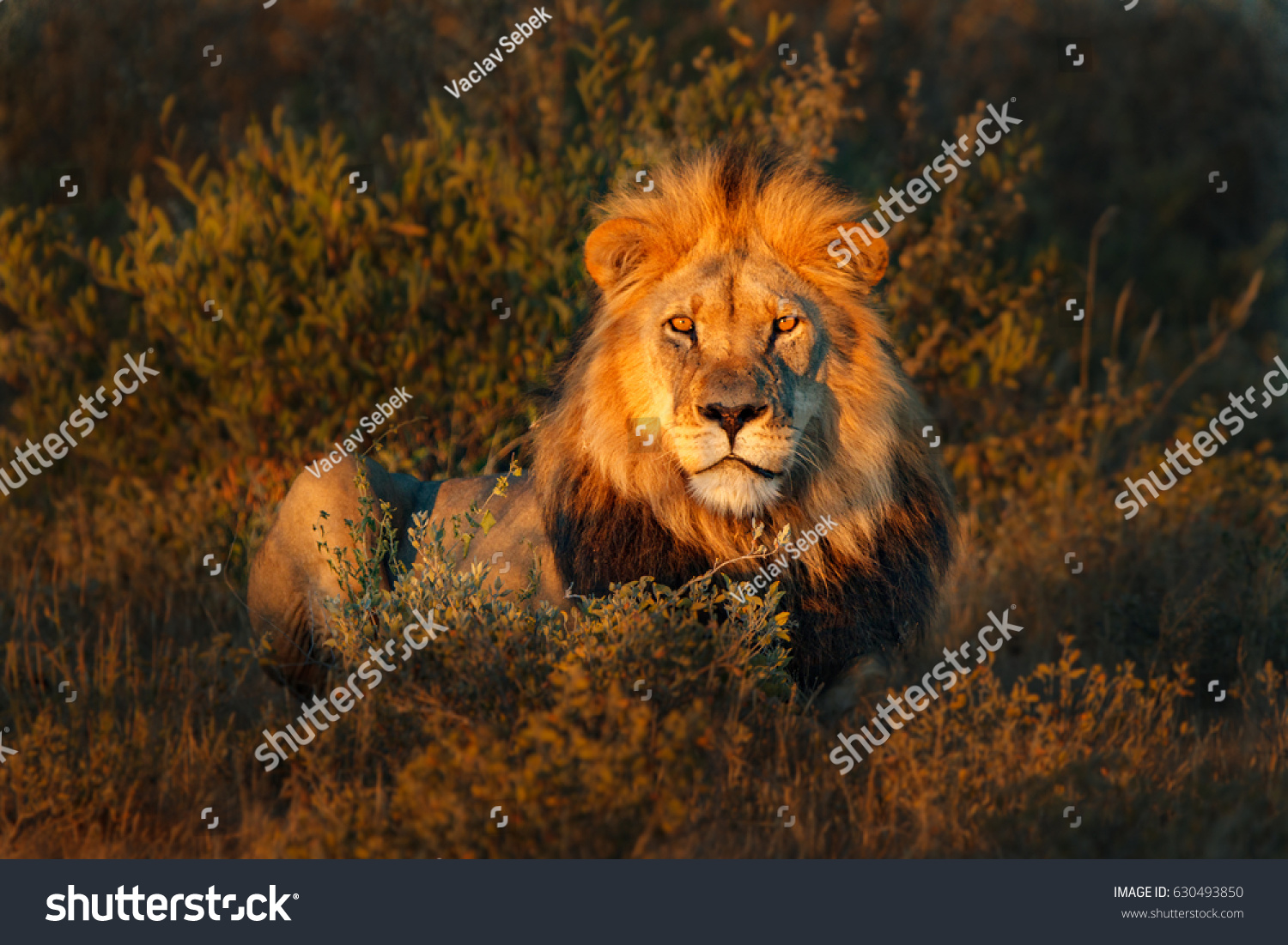 Lion(Panthera leo) #630493850