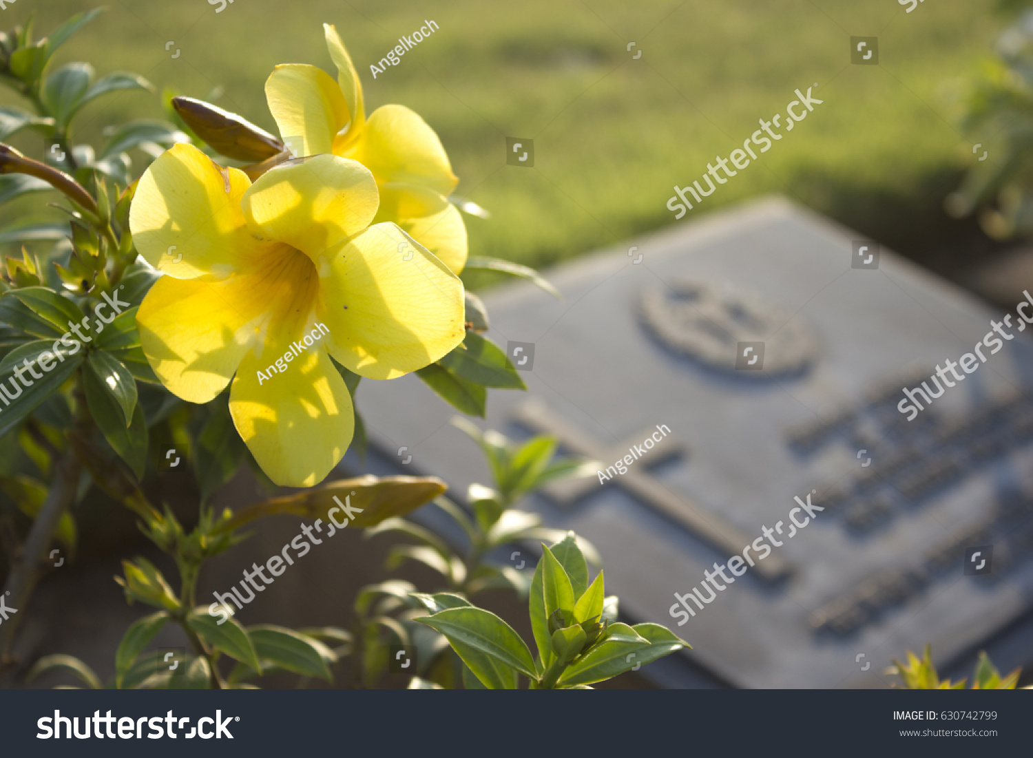 yellow cemetery flowers in graveyard #630742799