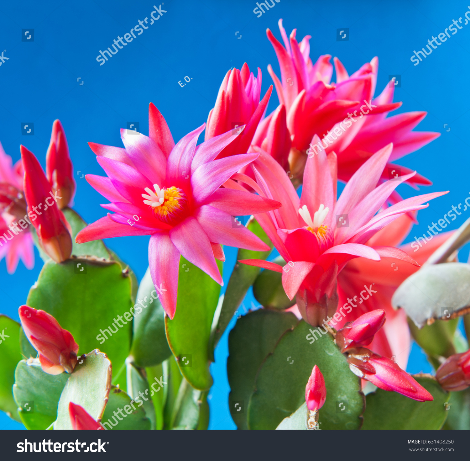 Red flowers of Schlumbergera against blue background #631408250