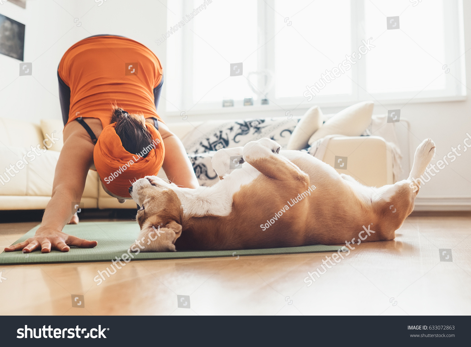 I always will be near with you. Beagle dog lies on the yoga mat when his owner makes yoga exercises #633072863