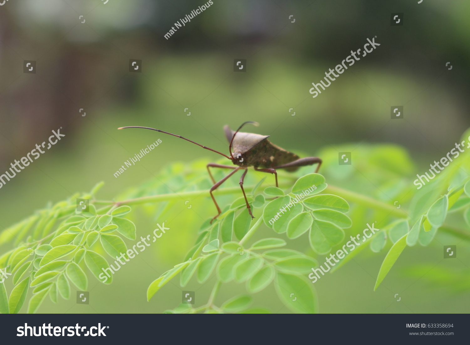  Close up bugs insects with nature background #633358694