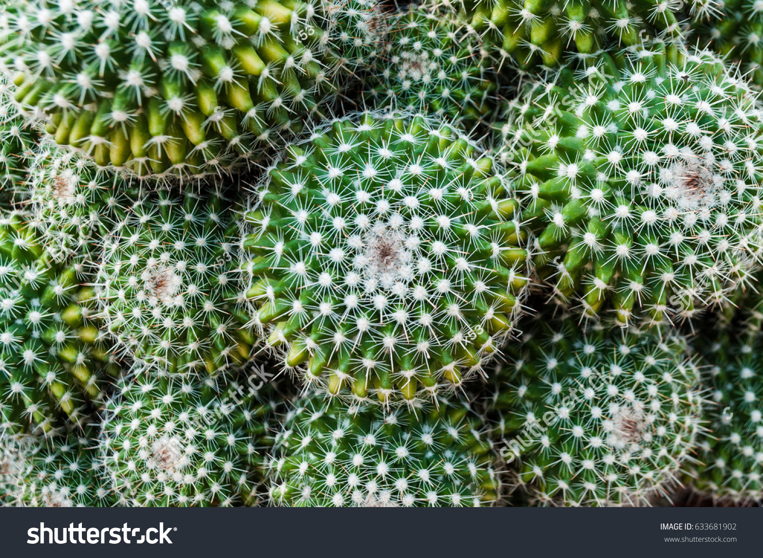 Selective focus close-up top-view shot on Golden barrel cactus (Echinocactus grusonii) cluster. well known species of cactus, endemic to east-central Mexico widely cultivated as an ornamental plant. #633681902