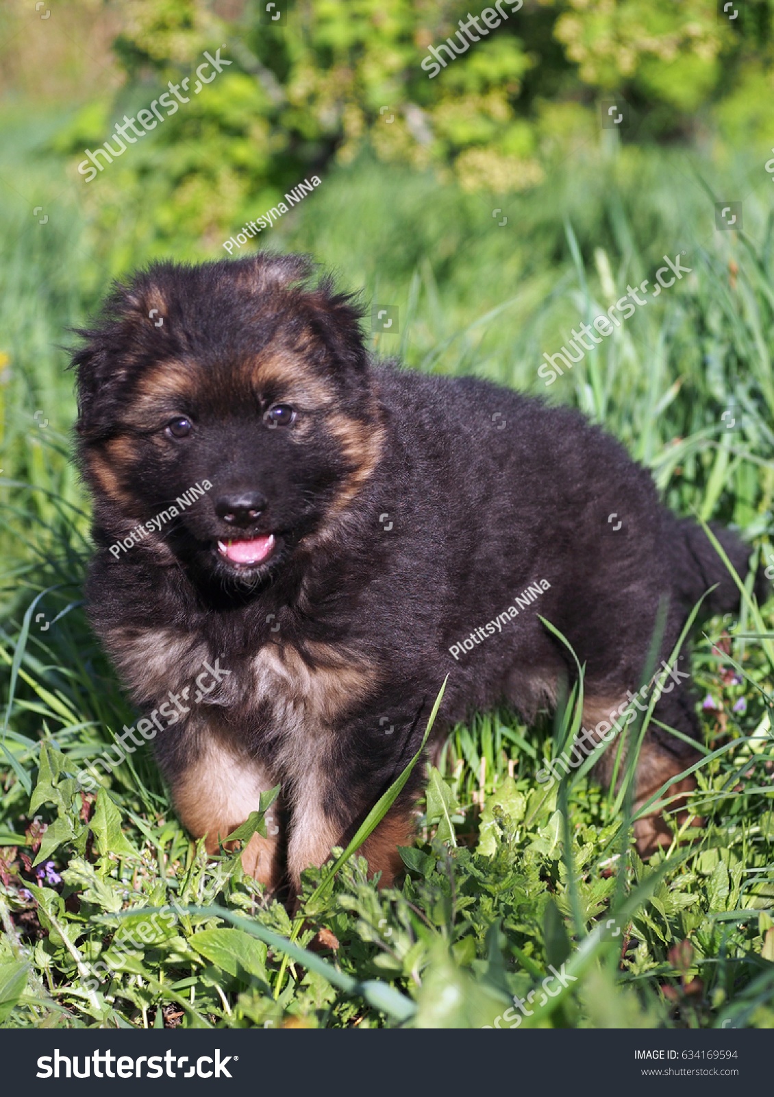 Puppy of a German shepherd age 1 month in a spring grass #634169594