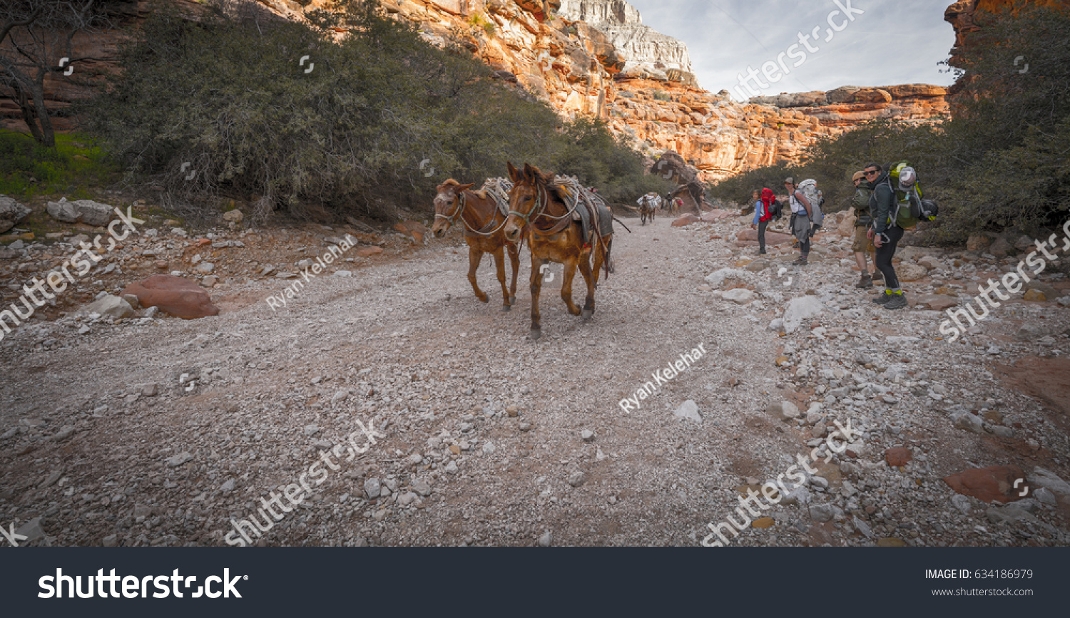 Horses running by group of Hikers backpacking through the Grand Canyon to Havasu Falls Arizona. #634186979