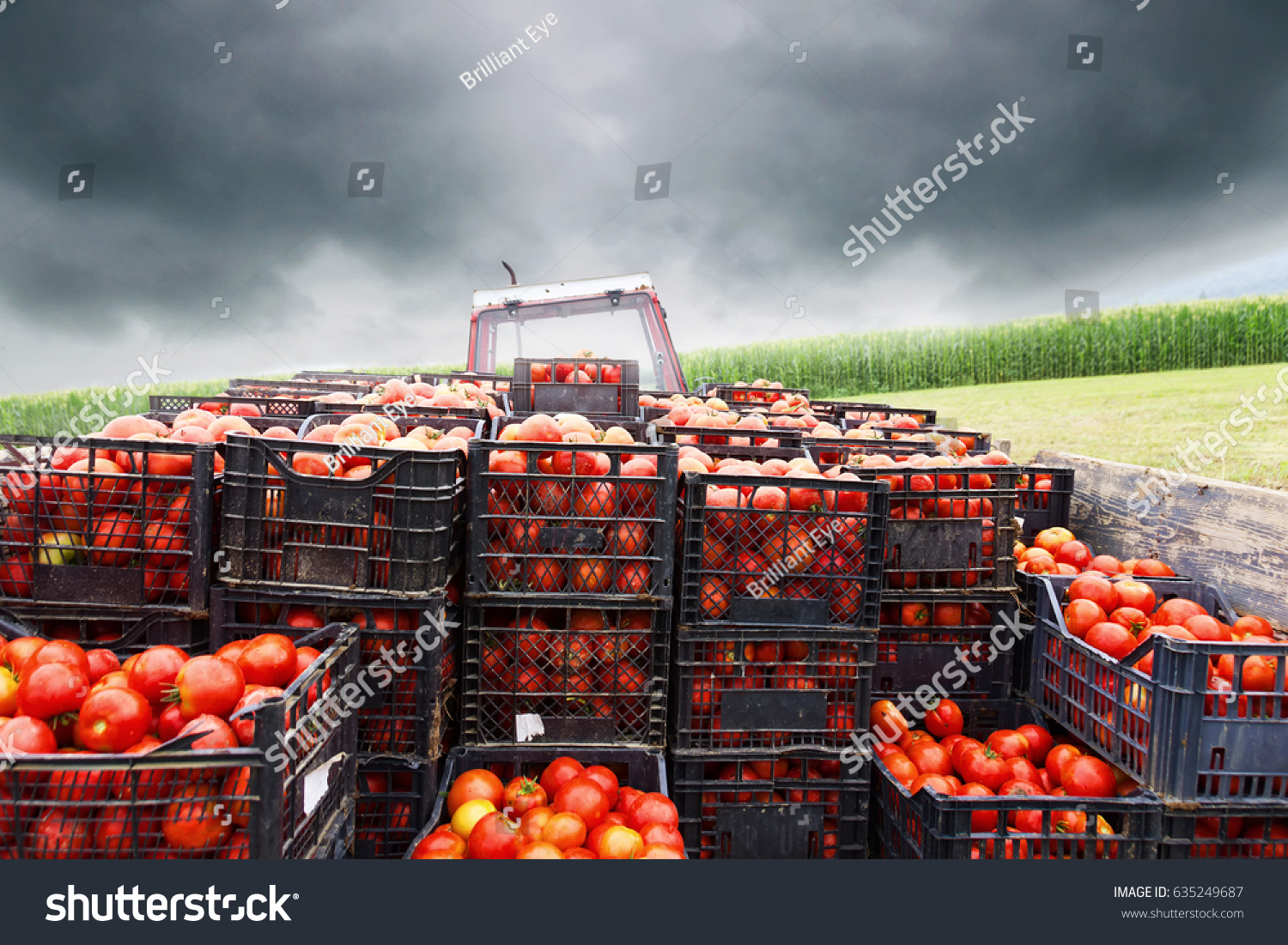 tractor charged with crates filled by red tomatoes to transport them to market #635249687