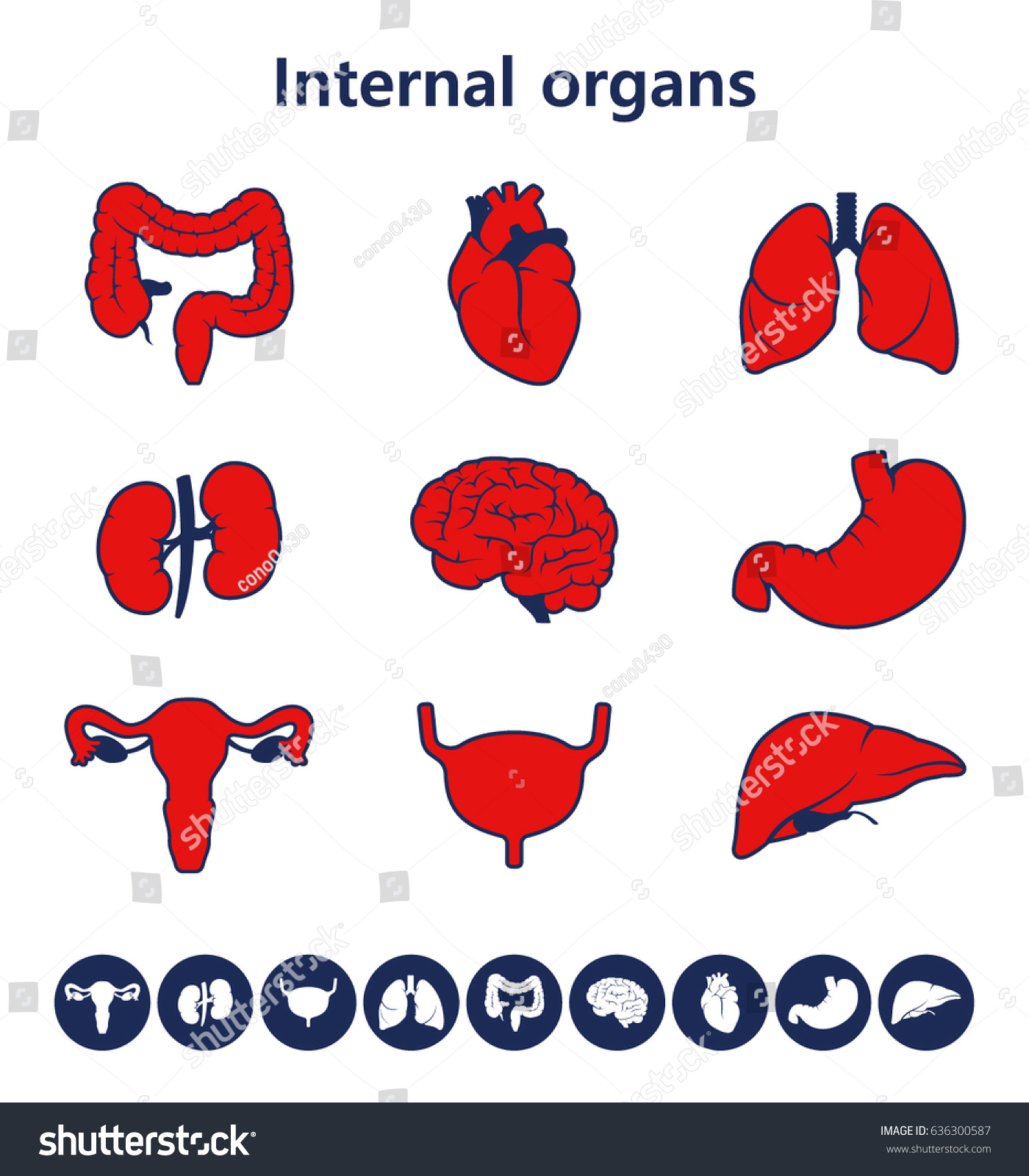Vector round icons of internal human organs Flat - Royalty Free Stock ...