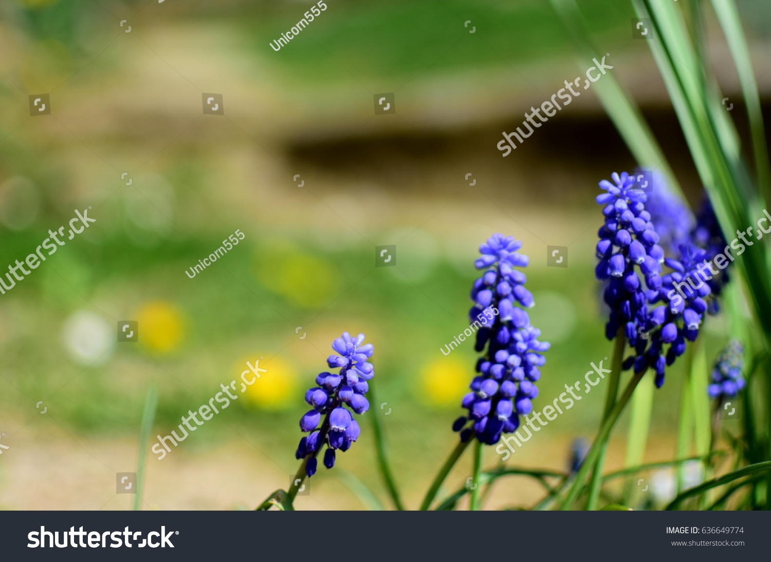 Beautiful blue spring flowers, closeup #636649774