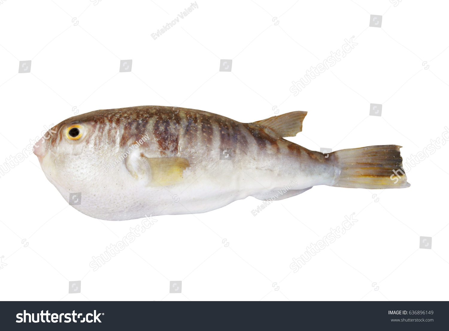 Fugu fish isolated on white background #636896149