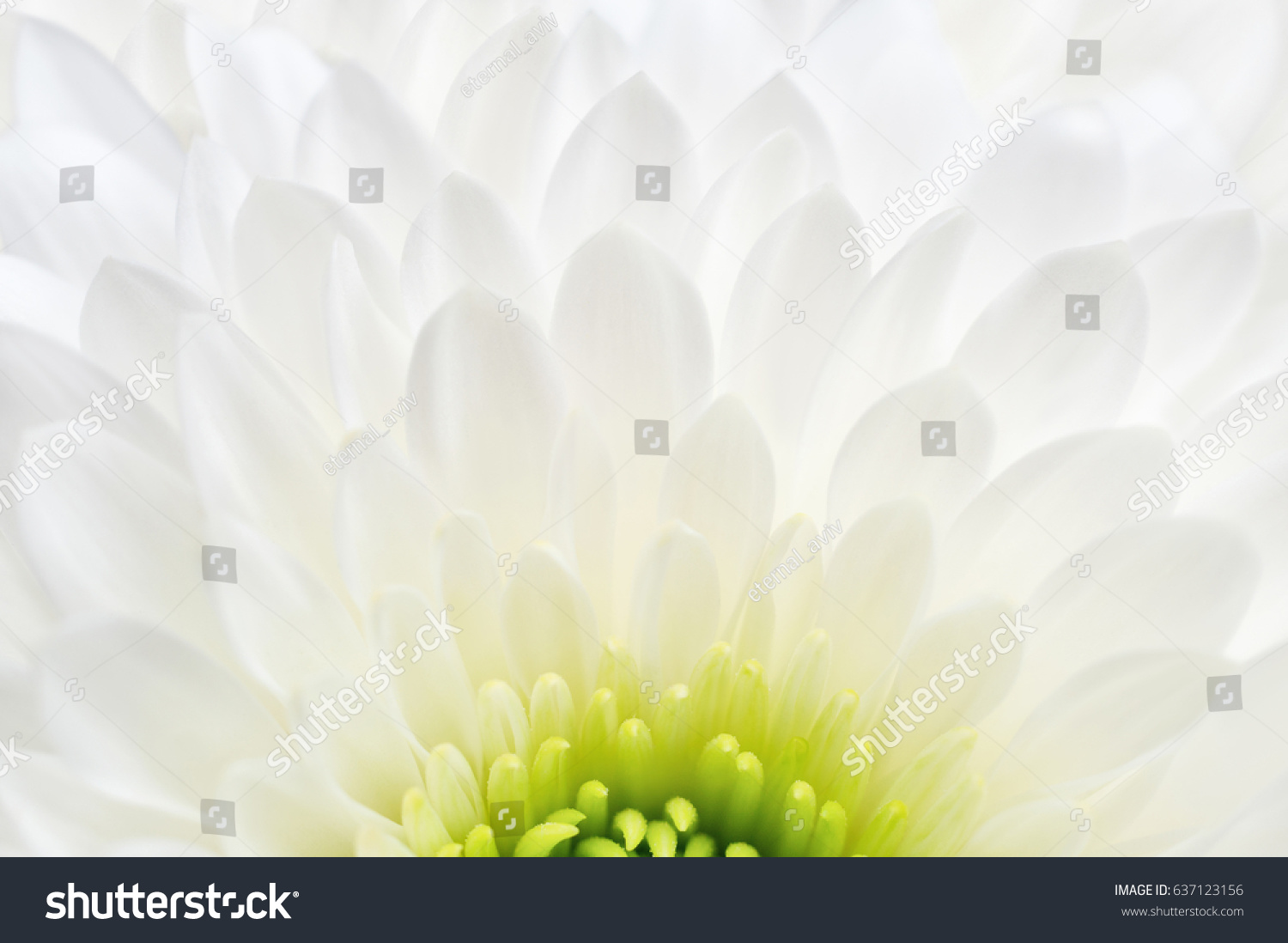 White chrysanthemum close up isolated on white background. Macro image with small depth of field. #637123156