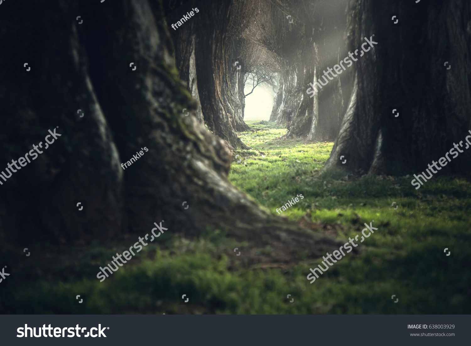 creepy mystic magic deep forest #638003929