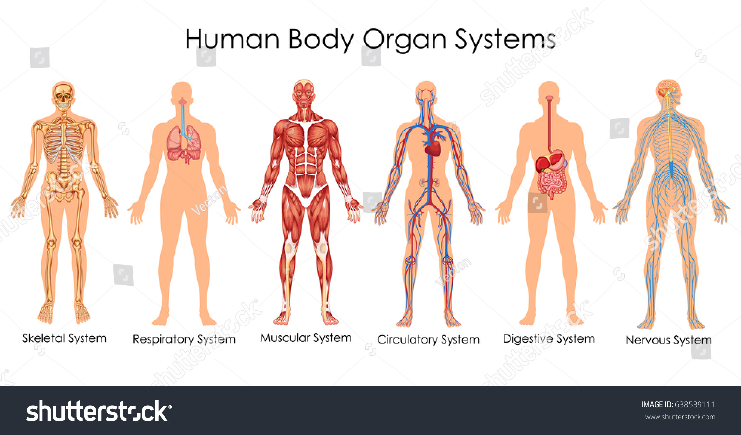 Medical Education Chart of Biology for Human Body Organ System Diagram. Vector illustration #638539111