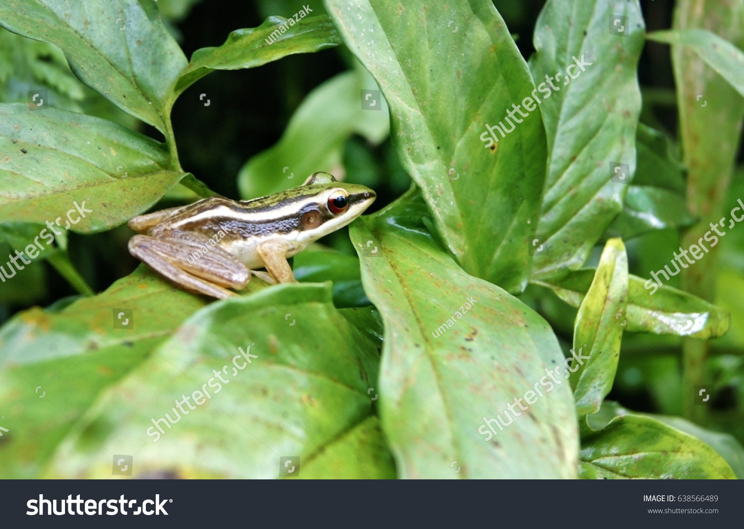 Frog on green leaf #638566489
