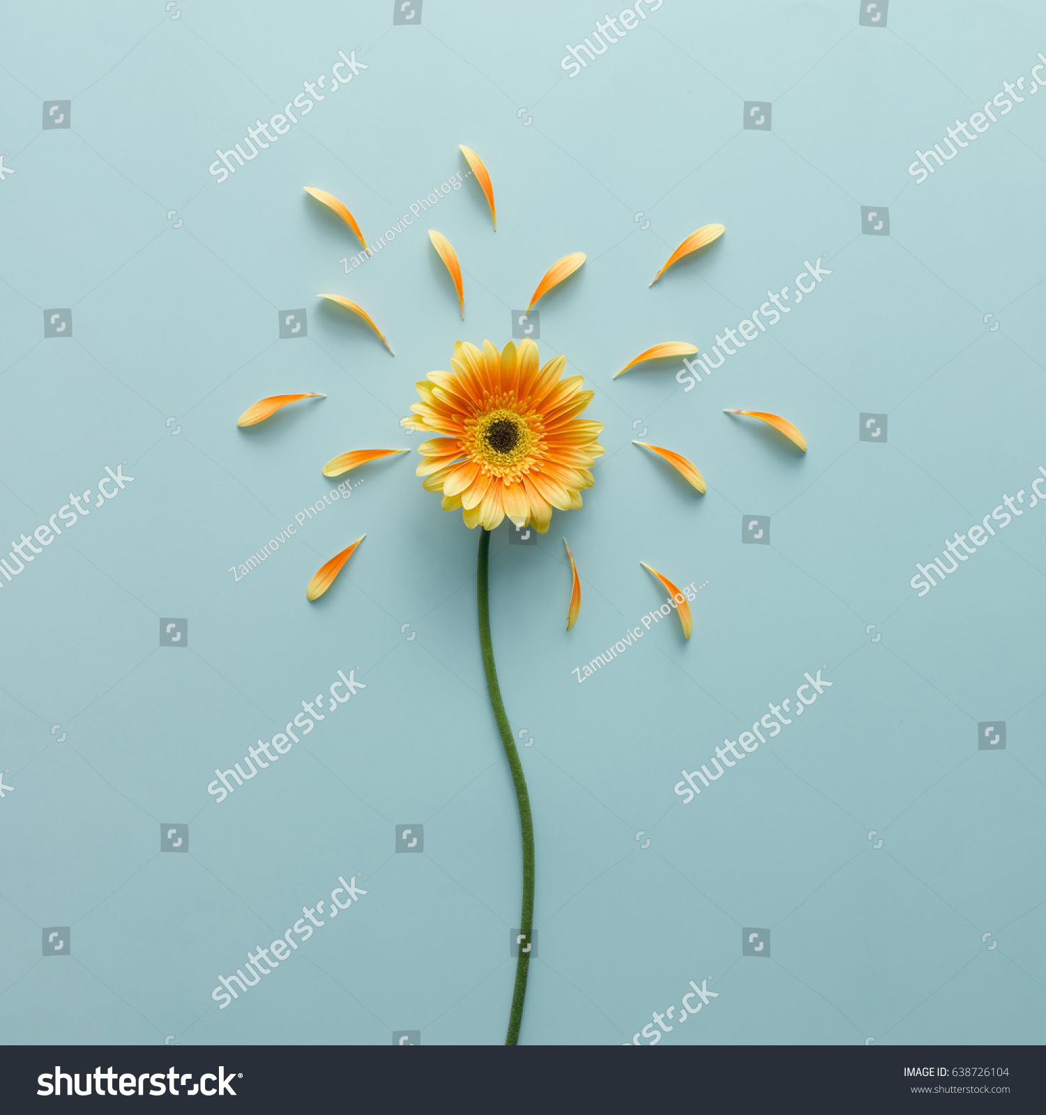 Yellow flower on bright blue background with petals. Emotion concept. Summer flat lay. #638726104