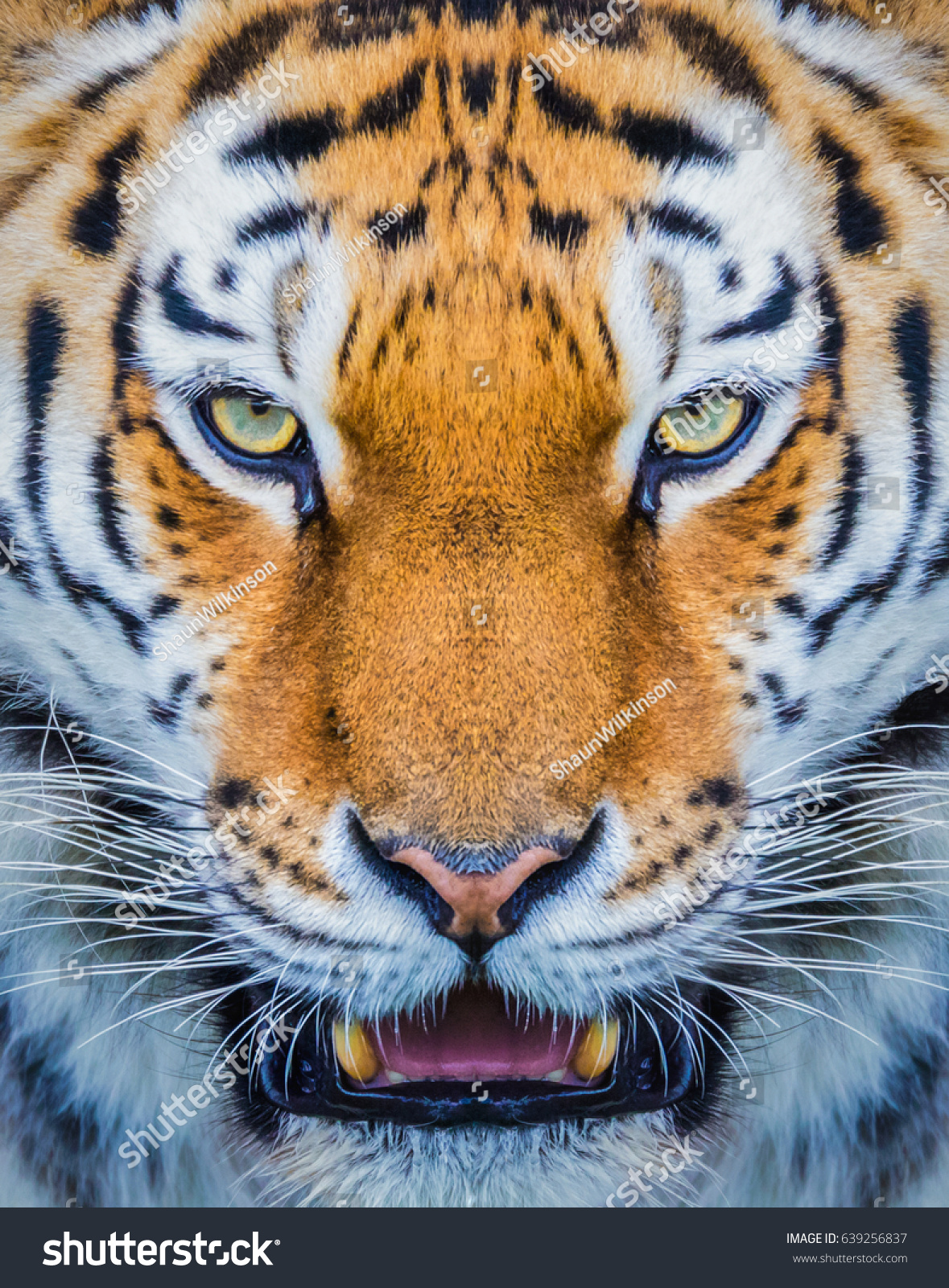Tiger close up head shot image #639256837