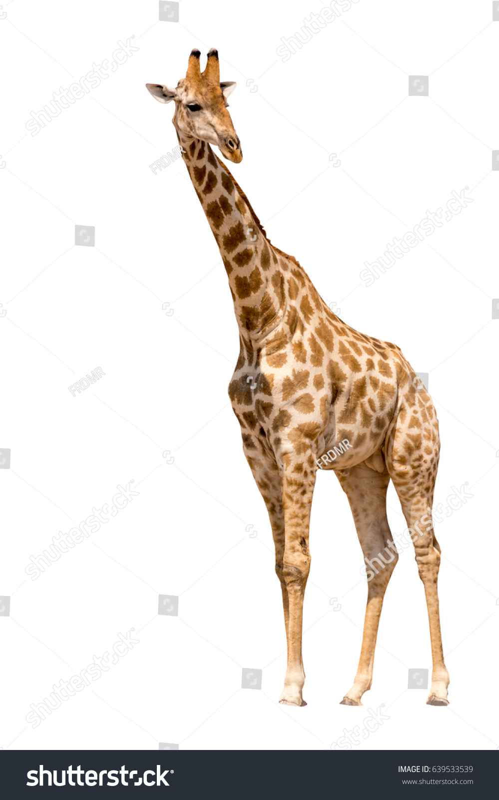 Giraffe isolated on white background, seen in namibia, africa #639533539
