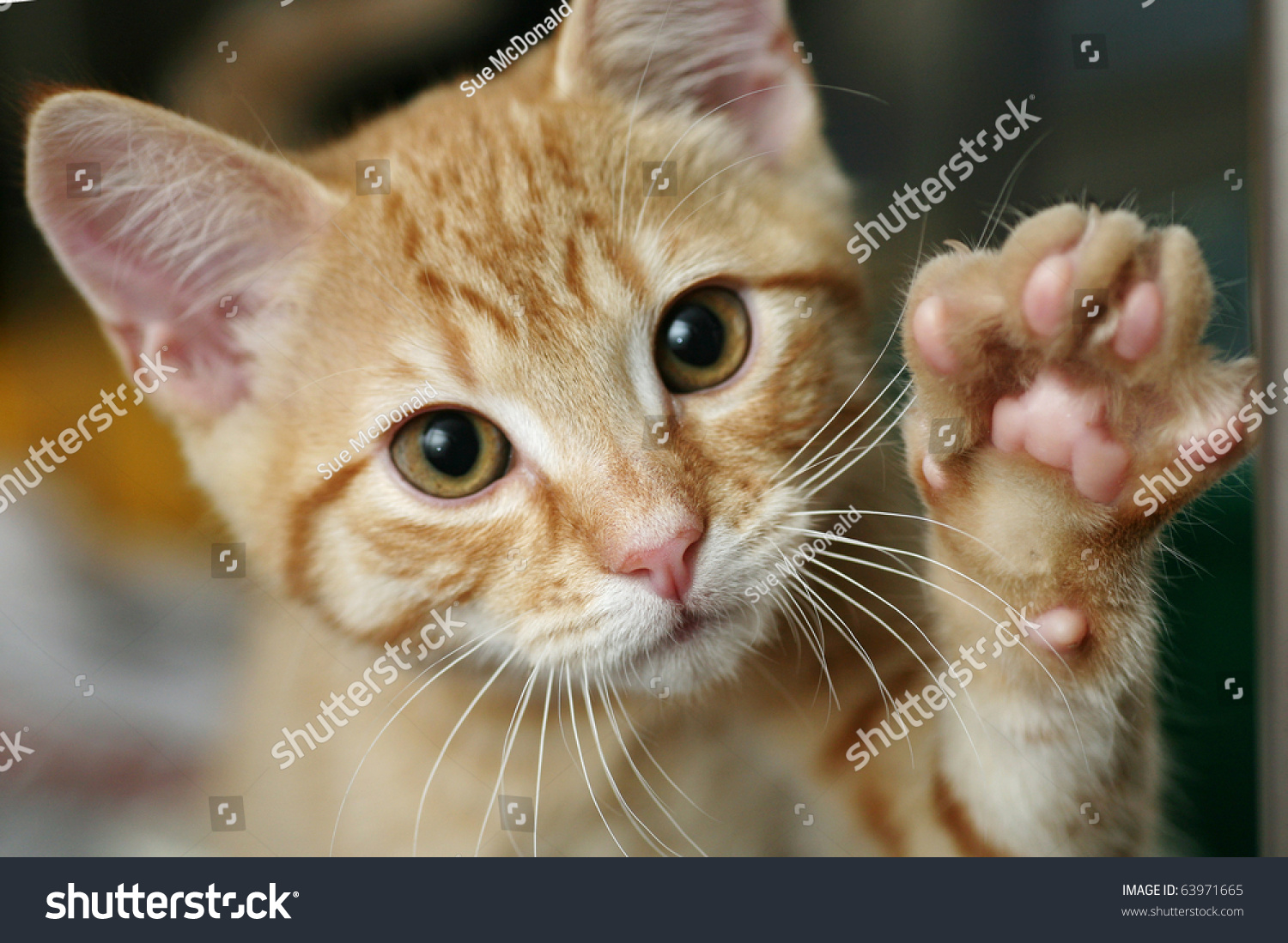 Cute ginger kitten waving #63971665