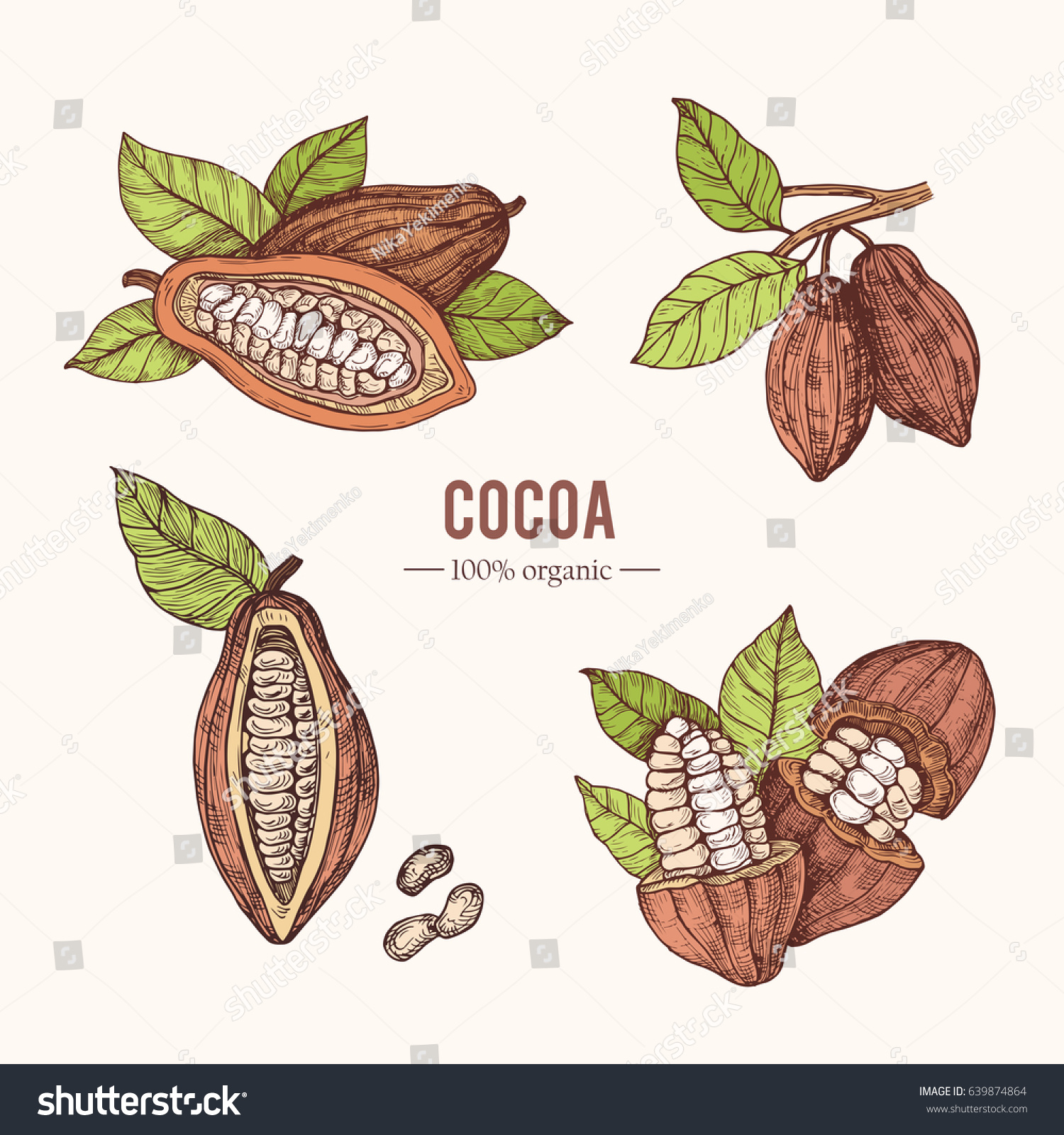 Organic hand drawn colored elements.Vector botanical illustration of cocoa beans. Vintage style. Use for cosmetic package, shop, store, products, identity, branding, label. #639874864