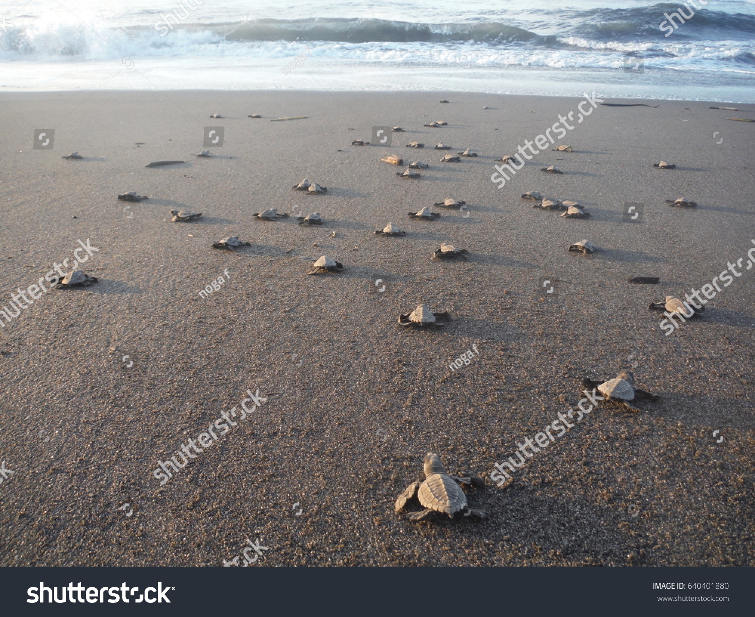 baby turtles walking towards the ocean after hatching, EL PAREDON, GUATEMALA, October 2015 #640401880