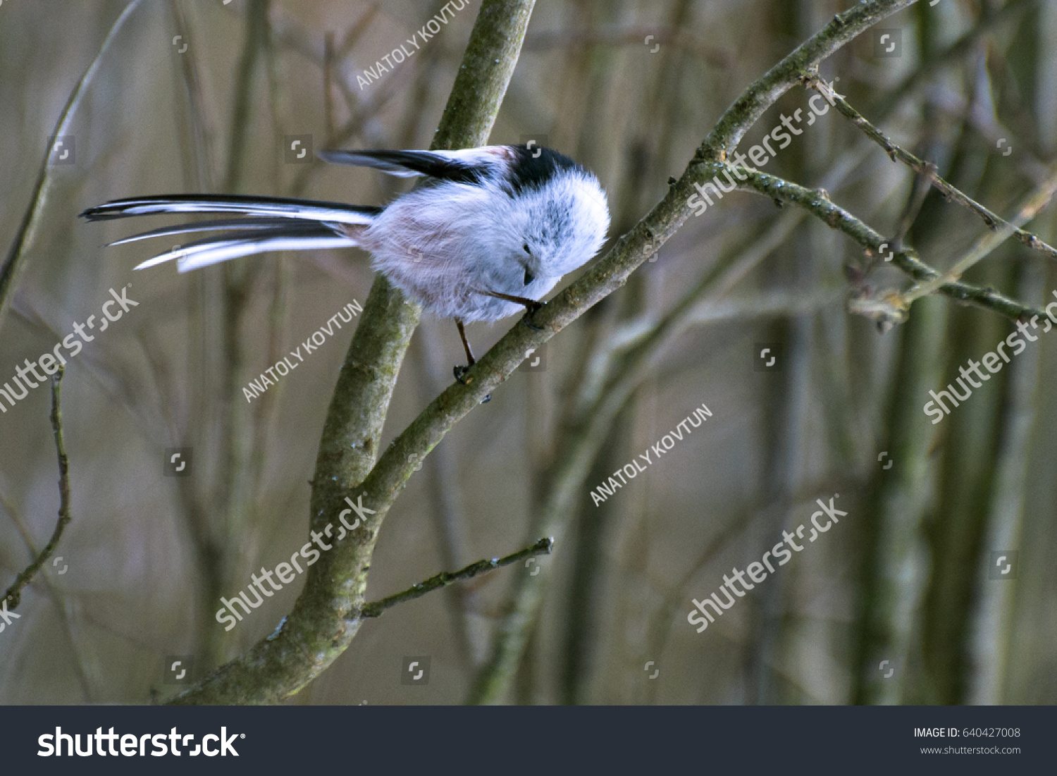 A small bird with a long-tailed tit sits on a branch and bends its head #640427008