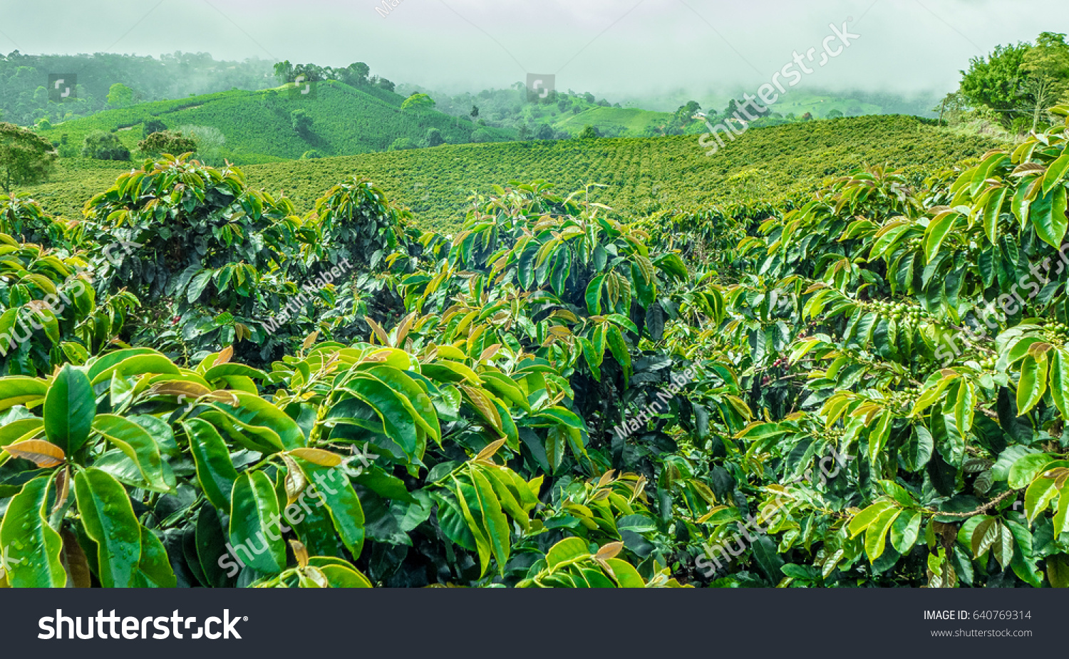 Coffee Plantation Jerico / Colombia #640769314