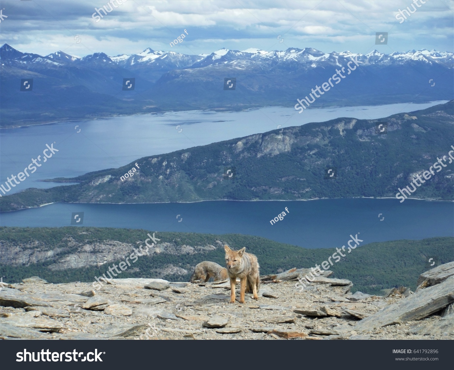 foxes and the view of  TIERRA DEL FUEGO, ARGENTINA #641792896