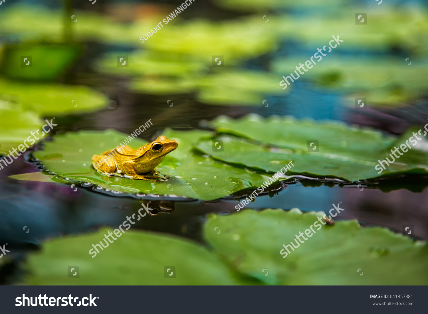 Frog on lotus leaf #641857381