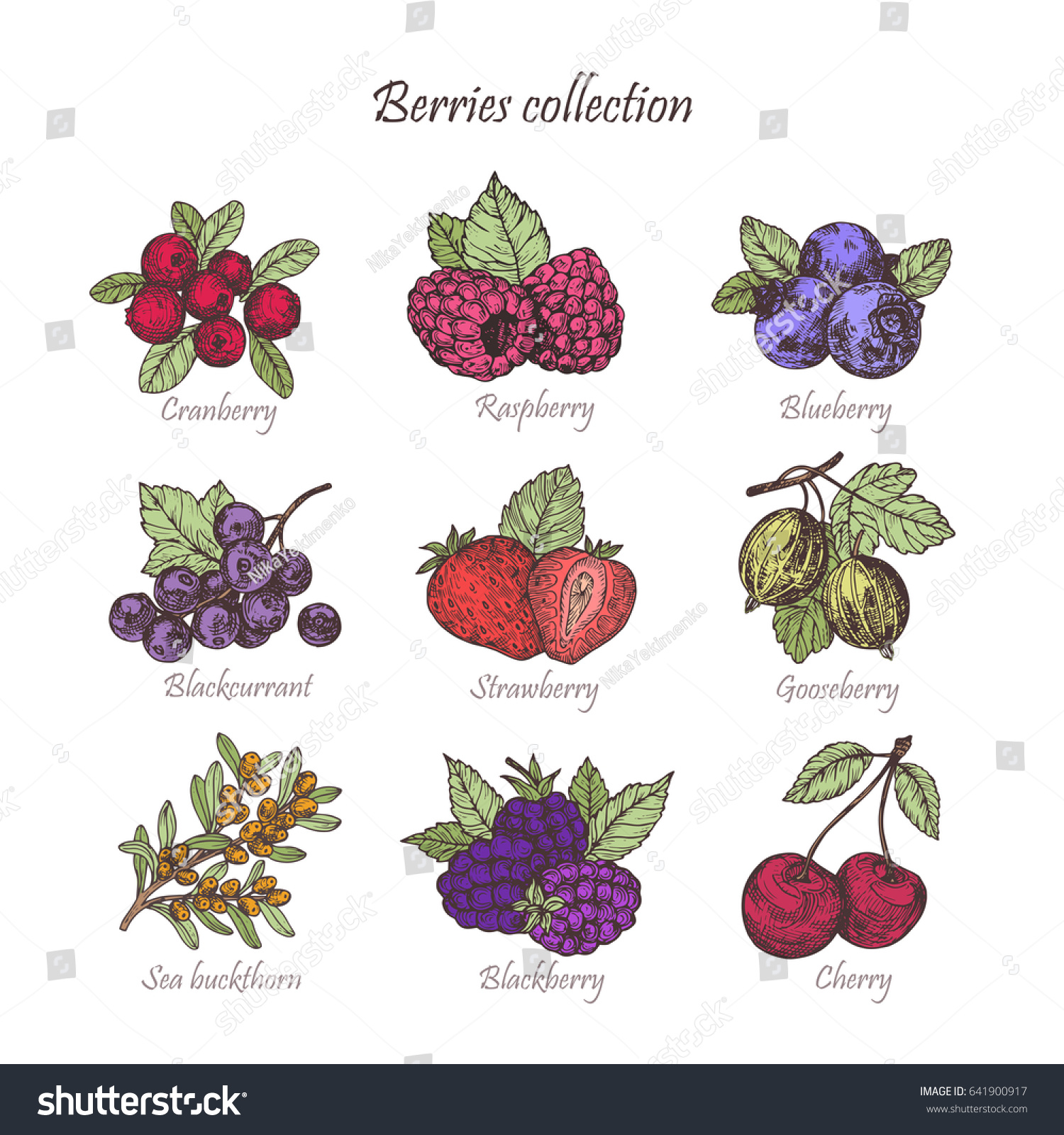 Hand drawn illustration berries set. Vector scetch.Vintage illustration. Botanical illustration of engraved berry. Colorful vector illustration.l #641900917